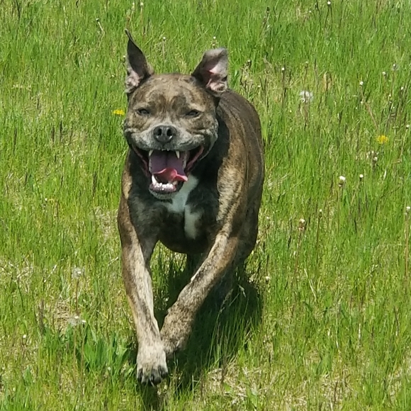 Meet your Posher, Shaina - Picture 3 of 4